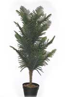 Norfolk Tree